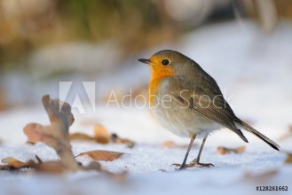 Obrázok z Wintering Robin walking in the snow